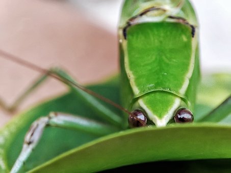 Grasshopper, Håber, Cricket, Grøn