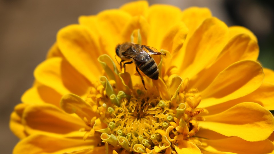 Bee Flower Pollination - Free photo on Pixabay - Pixabay