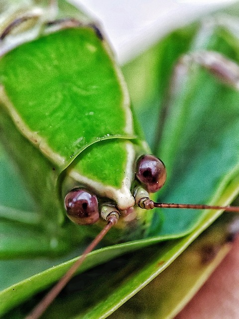 Grasshopper, Håber, Cricket, Grøn
