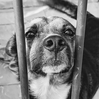 Hund, Barer, Sort Og Hvid, Maskot, Rist