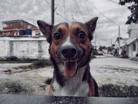 Hund, Smil, Hjem, Neighborhood, Kæledyr
