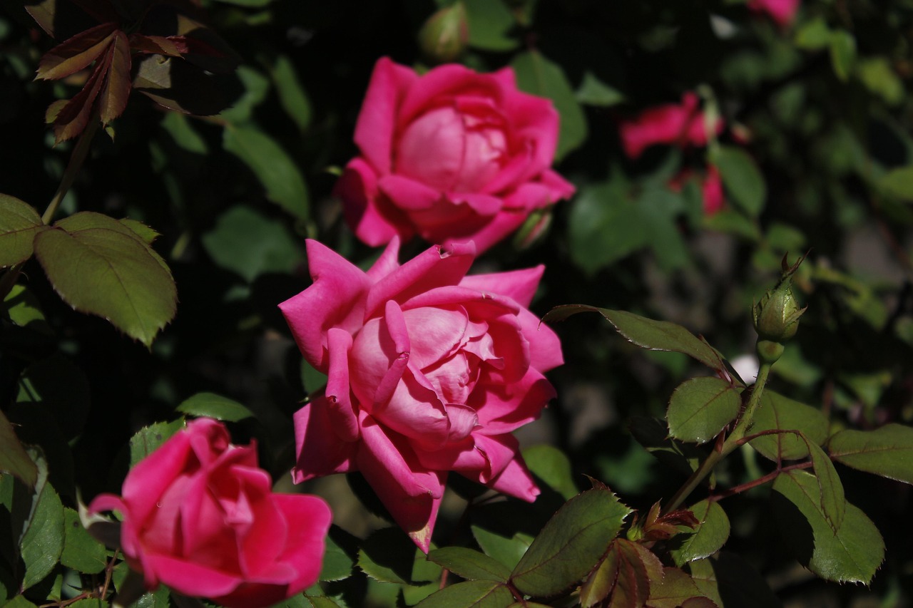 Des Roses Fleurs Fleur - Photo gratuite sur Pixabay - Pixabay