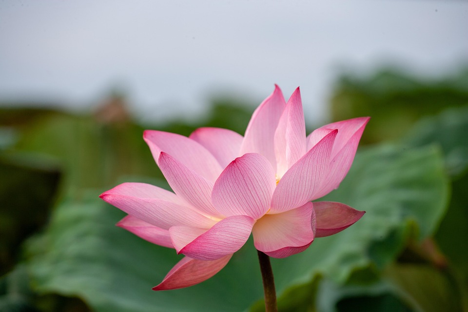 Lotus Flower Pink - Free photo on Pixabay - Pixabay