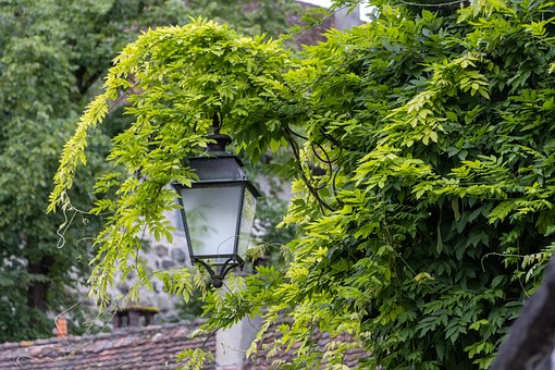 Free Lamp Street Light photo and picture
