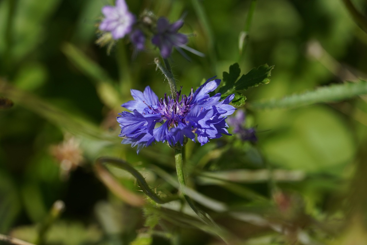 Cornflower Flower Blue Free photo on Pixabay Pixabay
