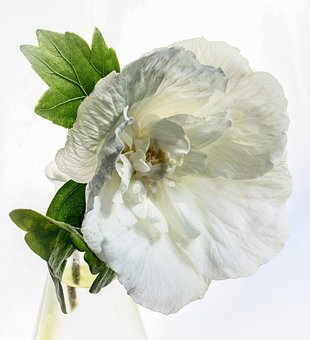 超过30 张关于 白芙蓉花 和 花 的免费图片