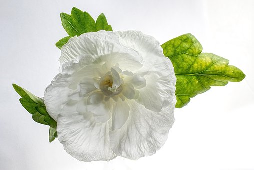 超过30 张关于 白芙蓉花 和 花 的免费图片
