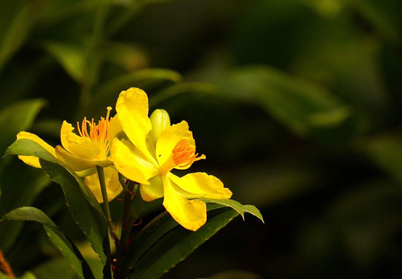 Perforate St John'S-Worts Flowers - Free photo on Pixabay - Pixabay