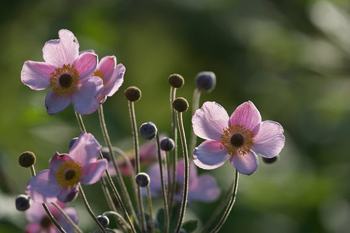 Hund-Roser, Blomster, Knopper