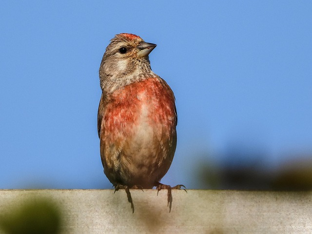Free House Finch Bird photo and picture