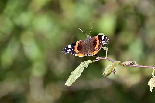 Free Butterfly Flower photo and picture
