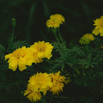 Crisântemos, Flores, Jardim