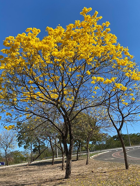 Ipê Rosa Yellow Ipê Teresina - Free photo on Pixabay - Pixabay