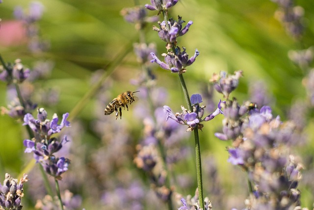 Free Bee Insect photo and picture