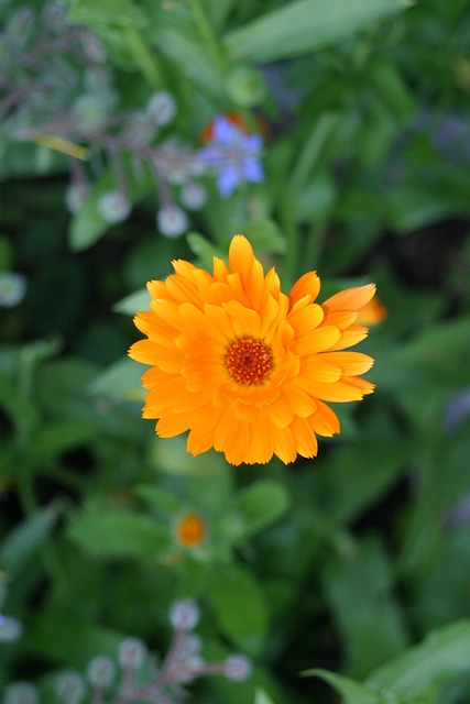 Free Aster Flower photo and picture