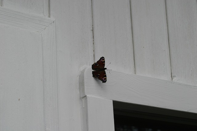 Free Butterfly Insect photo and picture