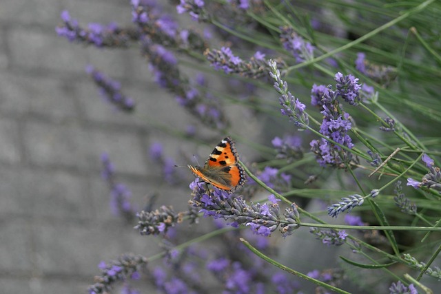 Free Butterfly Flowers photo and picture