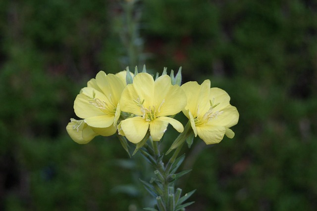 Free Evening Primrose Flowers photo and picture