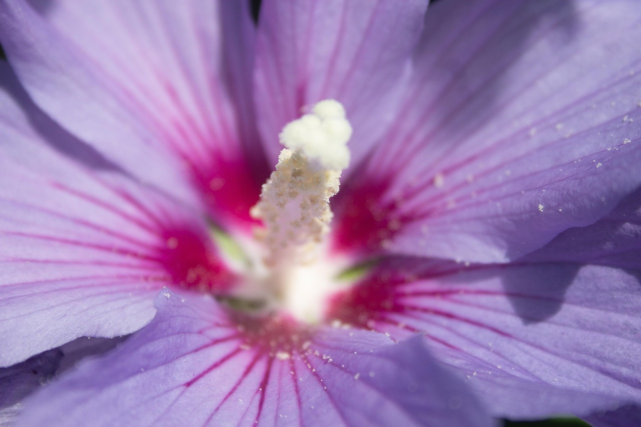 Flower Petals Blossom Free photo on Pixabay Pixabay