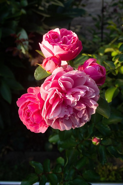Free Roses Flowers photo and picture