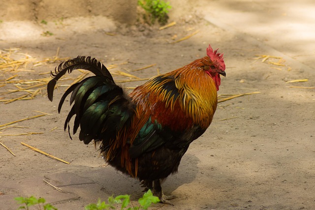 Free Faucet Poultry photo and picture