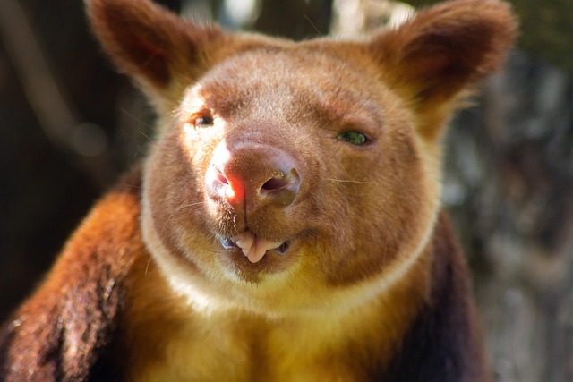 Free Kangaroo Tree Kangaroo photo and picture