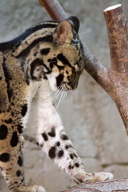 Free Leopard Animal photo and picture