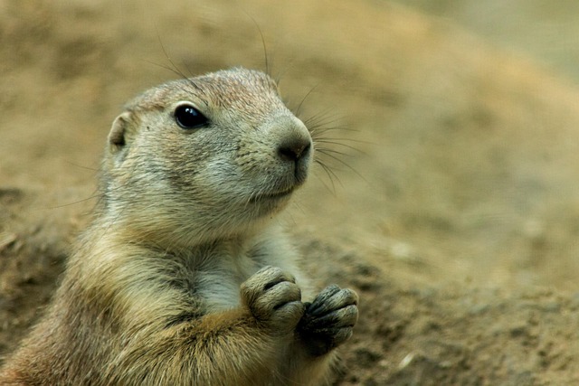 Free Prairie Dog Rodent photo and picture