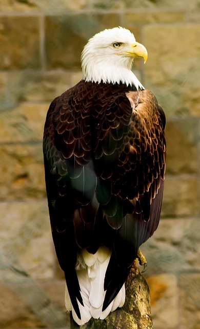 Free Vulture Bird photo and picture