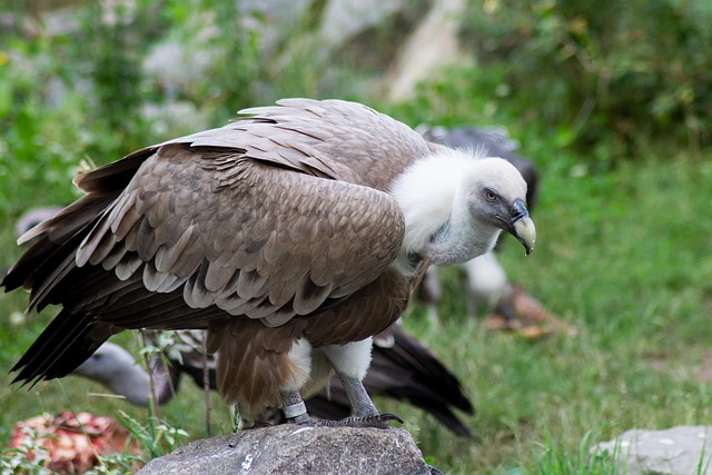 Free Vulture Bird photo and picture