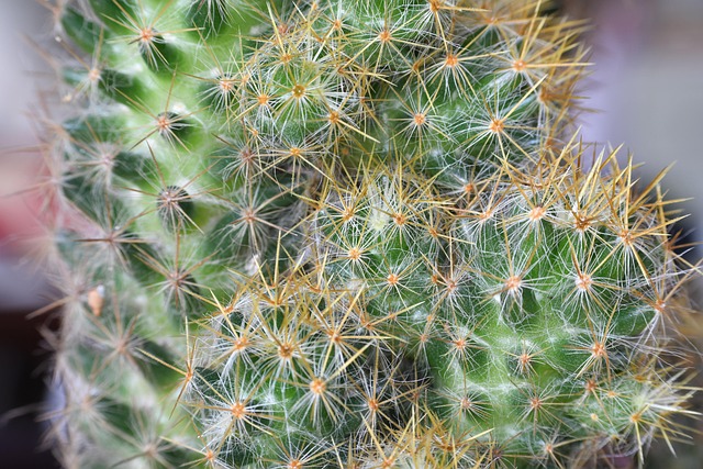 Cactus, Plantaardige, Sappig, Bloem