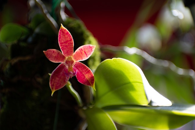 Bloem, Plantaardige, Orchidee, Botanisch