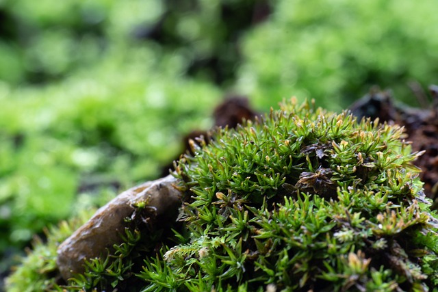 Mos, Plantkunde, Natuur, Omgeving, Tuin