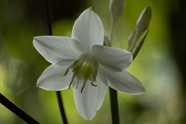 Plantaardige, Plantkunde, Bloemen