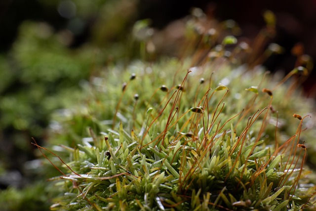 Mos, Plantkunde, Natuur, Omgeving, Tuin