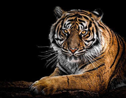 Tiger, Dyr, Pattedyr, Stor Kat, Striber