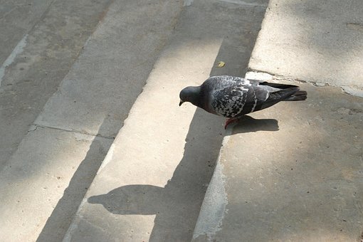 Free Pigeon Shadow photo and picture