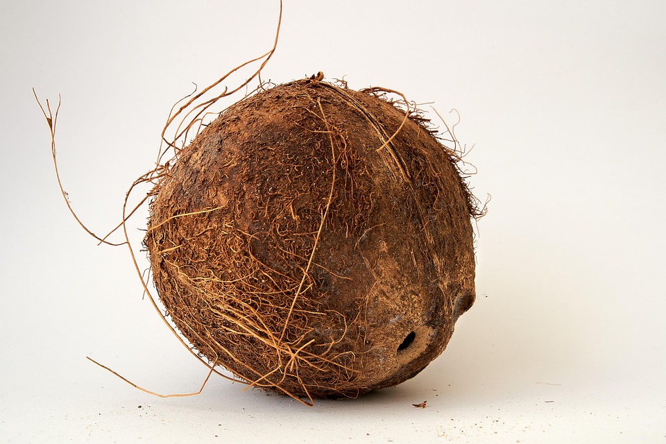 Coconut Shell - Free photo on Pixabay - Pixabay