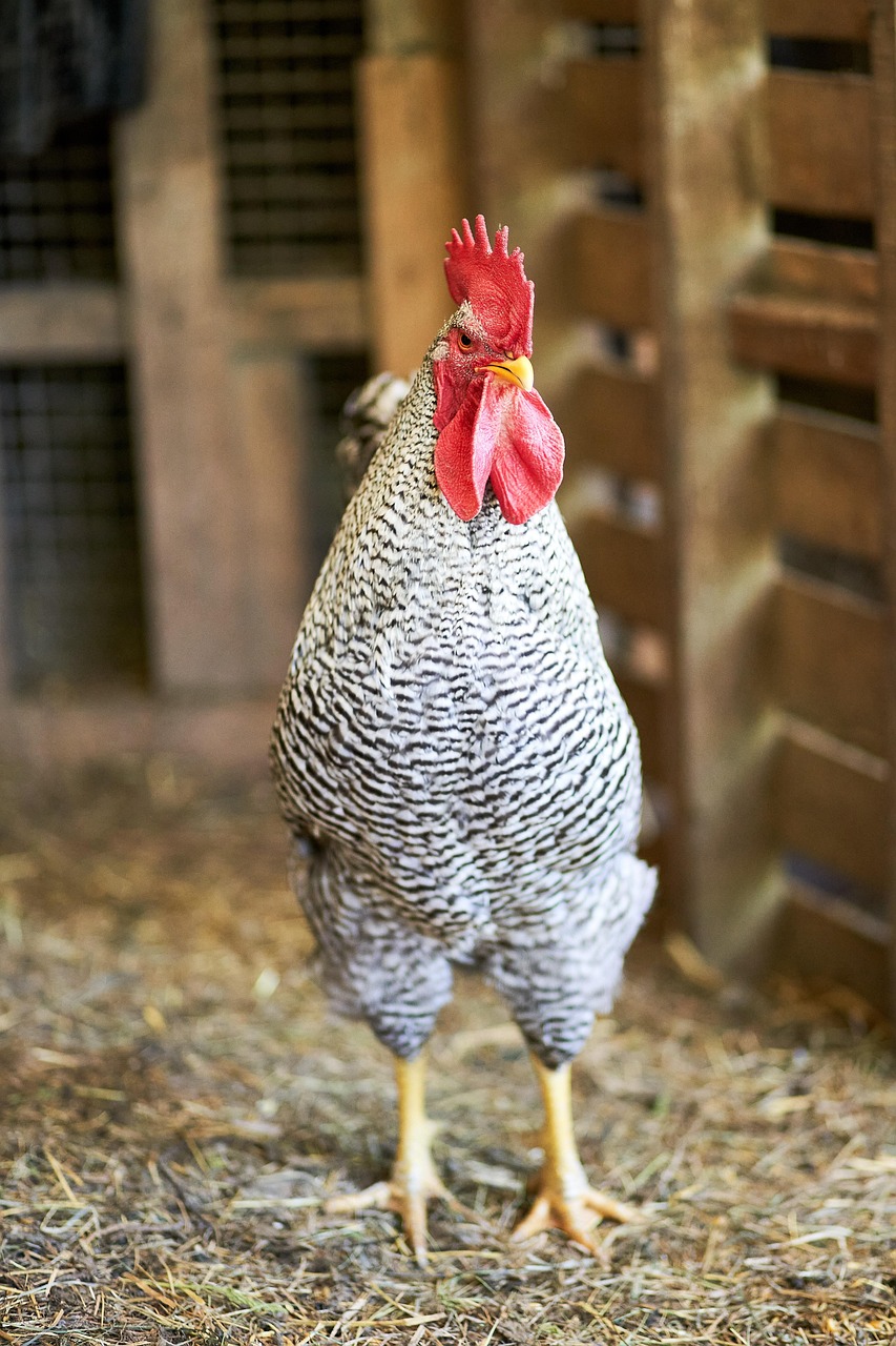 Chicken Bird Poultry Free photo on Pixabay Pixabay