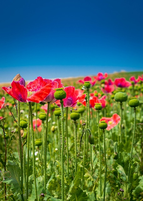 Free Poppies Poppy Field photo and picture