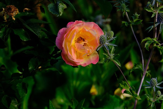 Free Flowers Rose photo and picture