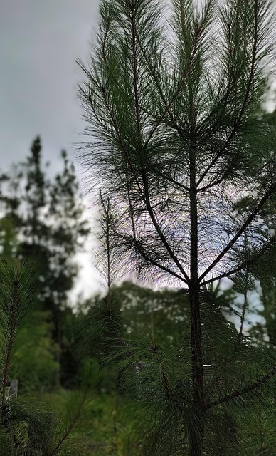 Free Pine Nature photo and picture