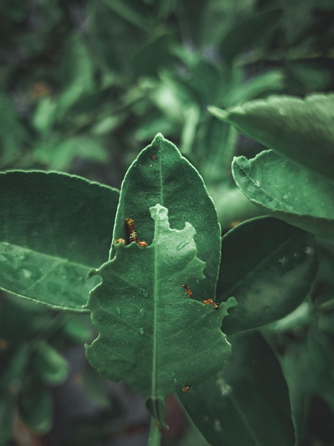 Verde, Insetos, Vida De Inseto