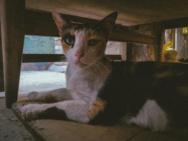 Gato, Gato Olhando, Furr, Vintage Gato