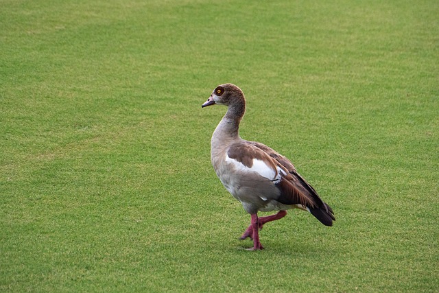 Free Egyptian Goose Bird photo and picture