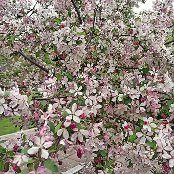 Baumblüte, Kirschblüte, Apfelblüte, Rosa