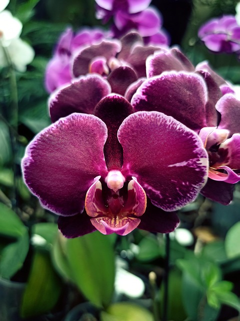 Orchideen, Blumen, Lilane Blumen, Garten