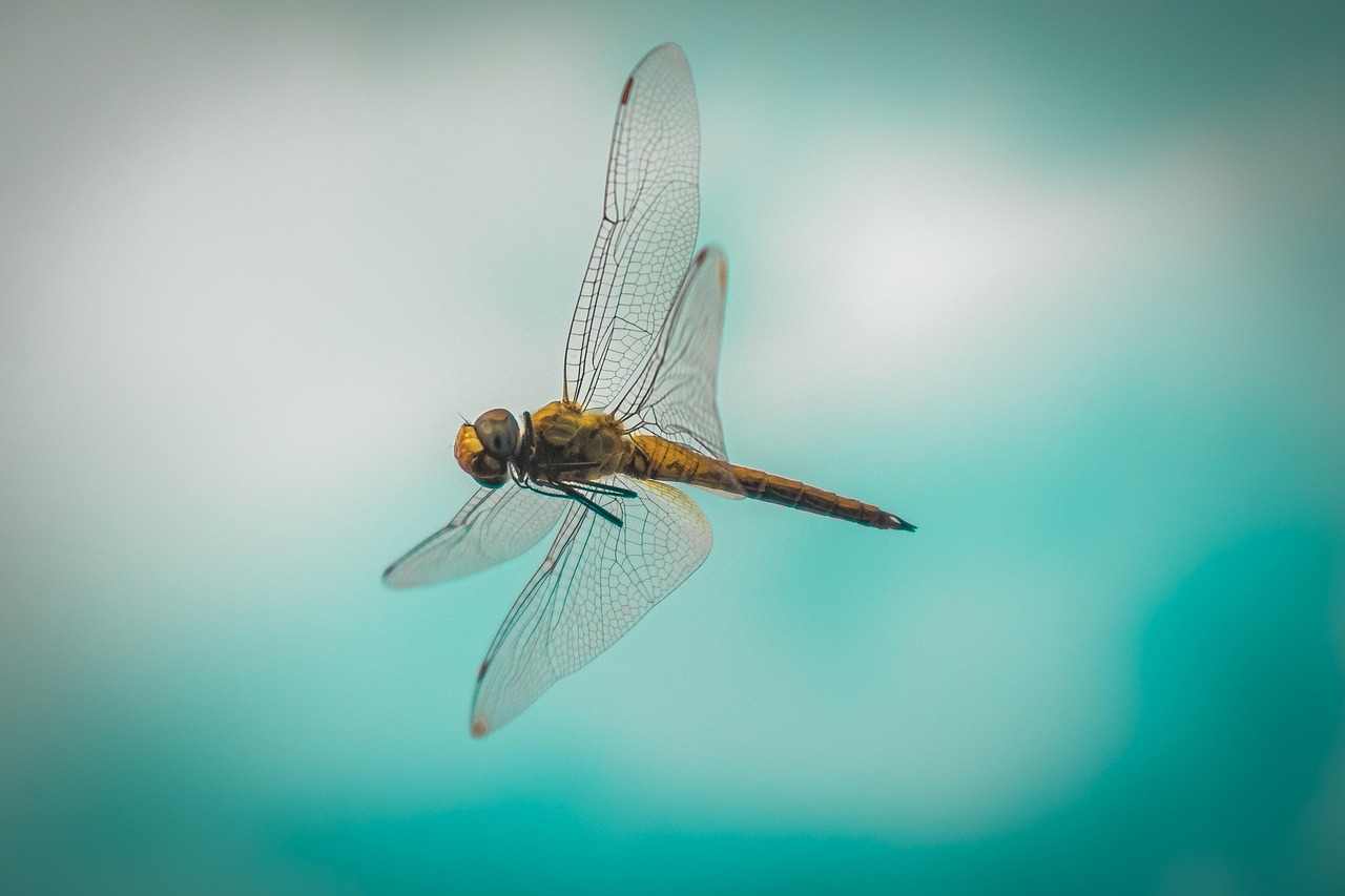 Dragonfly Insect Macro - Free photo on Pixabay - Pixabay
