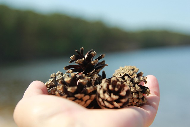 Free Conifer Cone Growth photo and picture