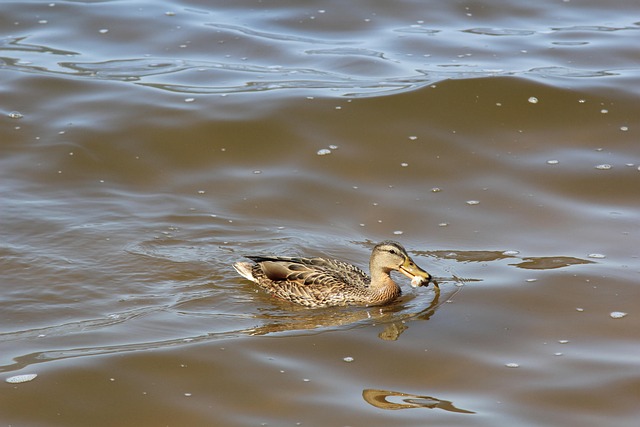 Free Duck Bird photo and picture